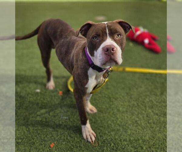 Medium Photo #1 Mutt Puppy For Sale in Las Vegas, NV, USA