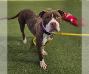 Mutt Dogs for adoption in Las Vegas, NV, USA