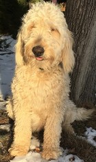Mother of the Goldendoodle puppies born on 01/30/2018