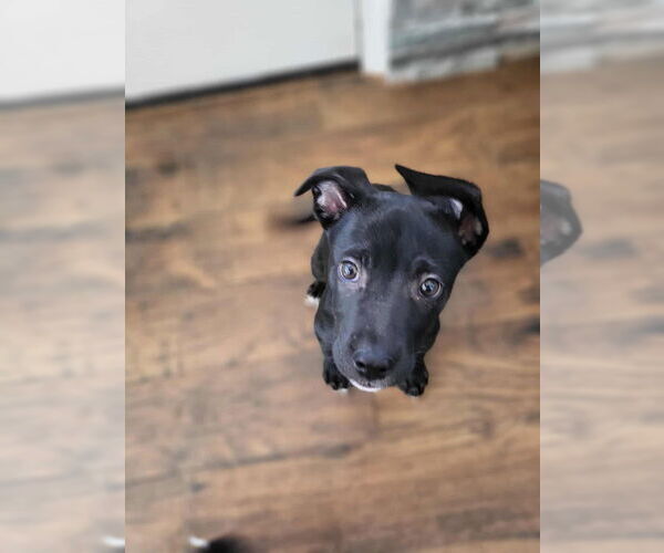 Medium Photo #21 German Shepherd Dog-Unknown Mix Puppy For Sale in Imlay City, MI, USA