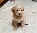 Small Photo #4 Maltipoo Puppy For Sale in CEDAR HILL, MO, USA