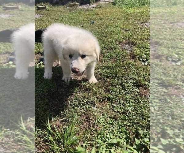 Medium Photo #4 Great Pyrenees Puppy For Sale in FROSTPROOF, FL, USA