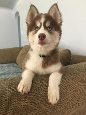 Siberian Husky Puppy for sale in FLINT, MI, USA