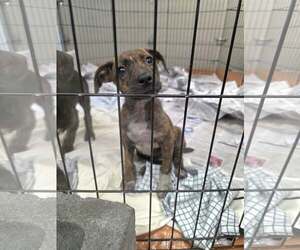 Ridge (NY-Sarah) - Female Labrador Retriever-Unknown Mix Dog for Adoption - Photo #2