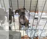 Small Photo #2 Labrador Retriever-Unknown Mix Puppy For Sale in SHERBURNE, NY, USA