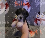 Small Photo #14 Chizer Puppy For Sale in MONTEZUMA, GA, USA