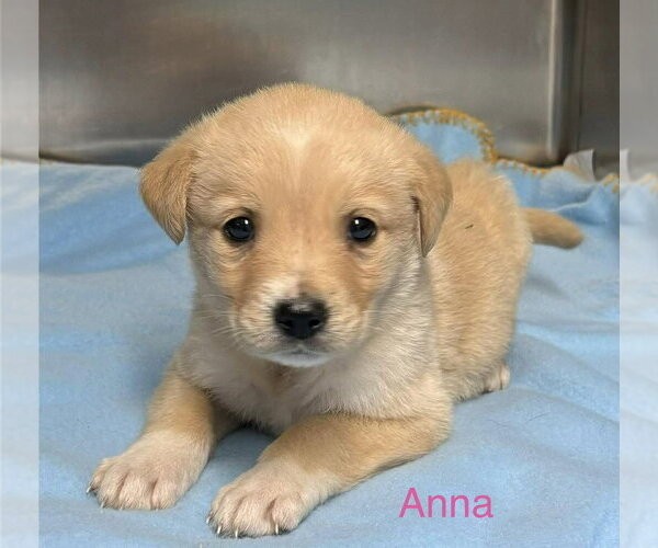 Medium Photo #1 Gollie Puppy For Sale in Brewster, NY, USA