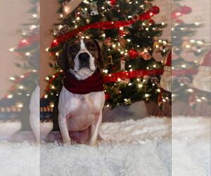 Beabull Dogs for adoption in House Springs, MO, USA