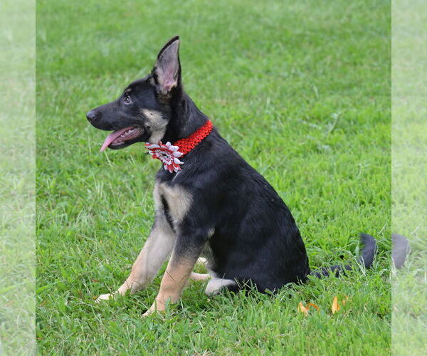 Medium Photo #11 German Shepherd Dog Puppy For Sale in Gretna, NE, USA