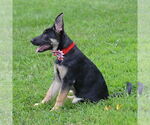 Small #10 German Shepherd Dog