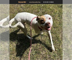 Medium American Pit Bull Terrier