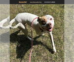 Small American Pit Bull Terrier