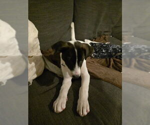 Siberian Husky Dogs for adoption in Fort Wayne, IN, USA