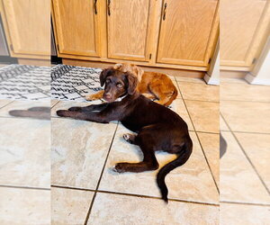 Josephine “Joey” - Female Australian Kelpie-Unknown Mix Dog for Adoption - Photo #3
