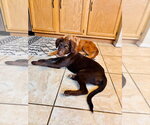 Small Photo #3 Australian Kelpie-Unknown Mix Puppy For Sale in Claremore, OK, USA