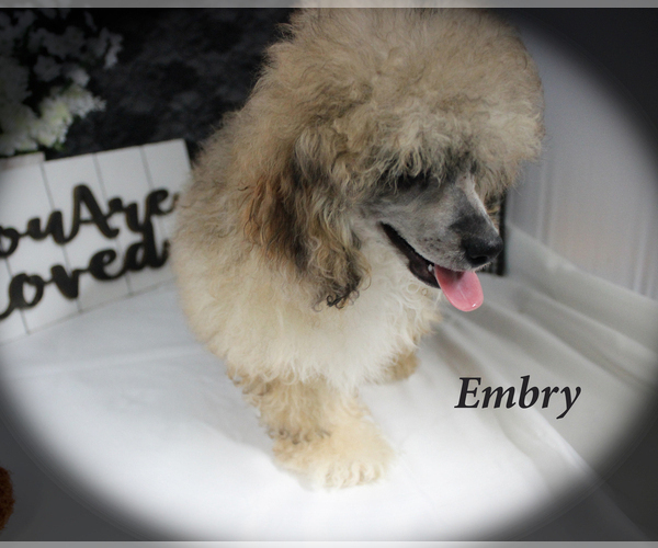 Medium Photo #16 Poodle (Miniature) Puppy For Sale in CHANUTE, KS, USA