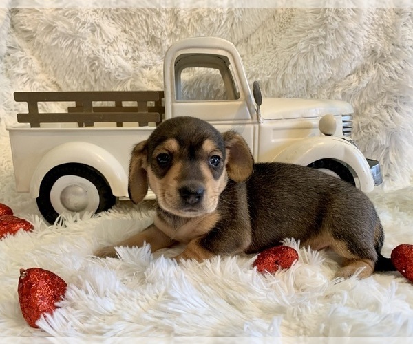 Medium Photo #1 Dachshund Puppy For Sale in WINSLOW, AR, USA