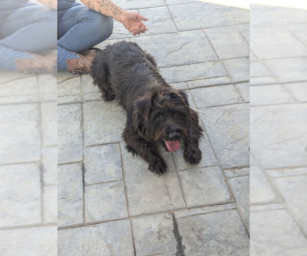 Medium Photo #2 Cairn Terrier-Unknown Mix Puppy For Sale in San Diego, CA, USA