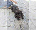 Small #1 Cairn Terrier Mix