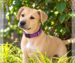 Small Photo #2 Black Mouth Cur-Labrador Retriever Mix Puppy For Sale in Des Moines, IA, USA