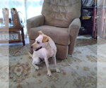 Small #5 Australian Kelpie-Labrador Retriever Mix