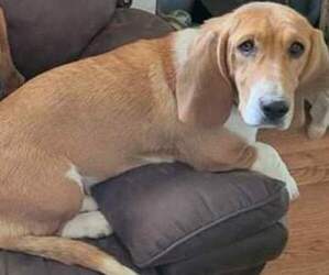 Mother of the Basset Hound puppies born on 09/04/2026