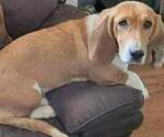 Small Photo #1 Basset Hound Puppy For Sale in SCIPIO, IN, USA