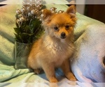 Small Photo #4 Pomeranian Puppy For Sale in HAMDEN, CT, USA