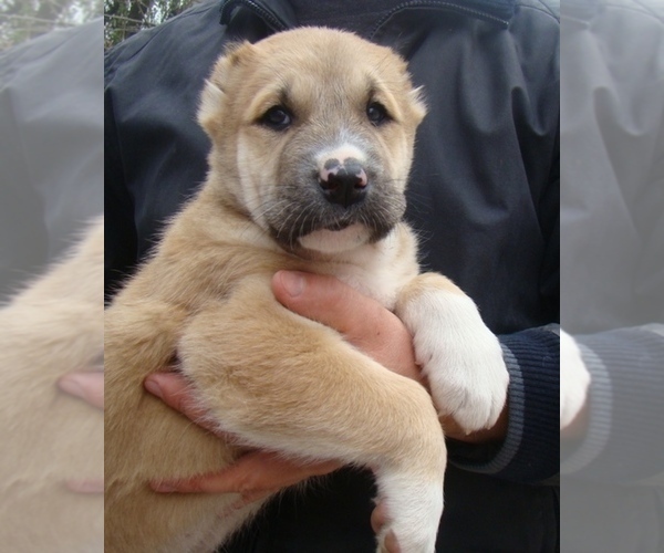 Medium Photo #5 Central Asian Shepherd Dog Puppy For Sale in LINCOLN, CA, USA