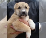 Small Photo #5 Central Asian Shepherd Dog Puppy For Sale in LINCOLN, CA, USA