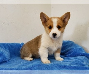 Pembroke Welsh Corgi Puppy for sale in CLARK, MO, USA