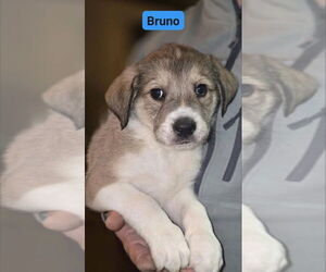 Great Pyrenees-Unknown Mix Dogs for adoption in Alexander, AR, USA