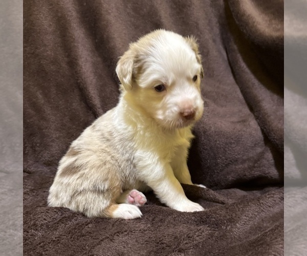 Medium Photo #6 Australian Shepherd Puppy For Sale in EUSTIS, FL, USA