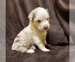 Small Photo #6 Australian Shepherd Puppy For Sale in EUSTIS, FL, USA