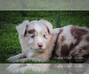 Miniature Australian Shepherd Puppy for sale in SMITHVILLE, AR, USA