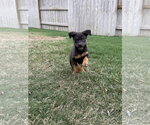 Small #4 Labrador Retriever Mix