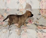 Small Photo #19 German Shepherd Dog Puppy For Sale in ANKENY, IA, USA