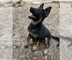 Small Photo #1 German Shepherd Dog-Siberian Husky Mix Puppy For Sale in COLUMBUS, OH, USA
