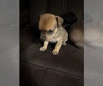 Small Photo #1 Chihuahua-Labrador Retriever Mix Puppy For Sale in Roxboro, NC, USA