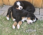 Small Photo #6 Bernese Mountain Dog Puppy For Sale in SALMON, ID, USA
