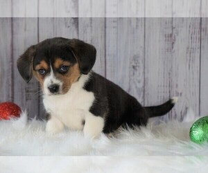 Beagi Puppy for sale in FREDERICKSBG, OH, USA