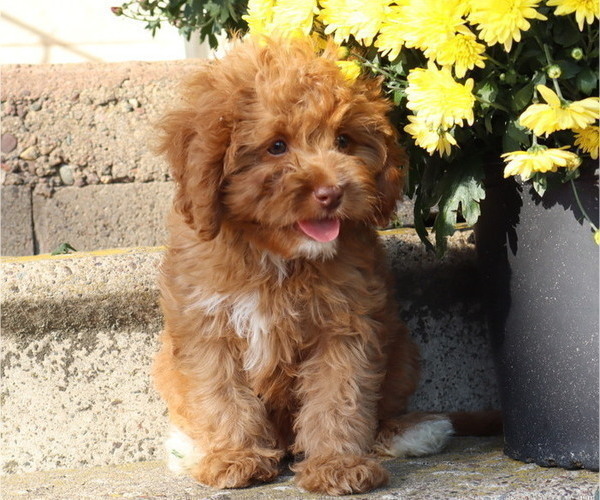 Medium Photo #8 Cavapoo Puppy For Sale in THORP, WI, USA