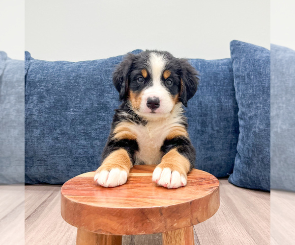 Medium Photo #2 Bernese Mountain Dog Puppy For Sale in DUNDEE, OH, USA