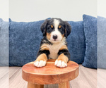 Small #1 Bernese Mountain Dog