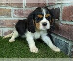 Small #4 Cavalier King Charles Spaniel