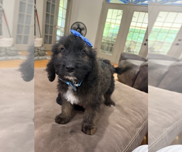 Medium Photo #12 Saint Berdoodle Puppy For Sale in DINWIDDIE, VA, USA