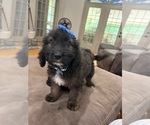 Small Photo #12 Saint Berdoodle Puppy For Sale in DINWIDDIE, VA, USA