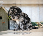 Small Photo #25 Miniature Labradoodle Puppy For Sale in SUGARCREEK, OH, USA