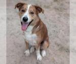 Small #1 Labrador Retriever Mix