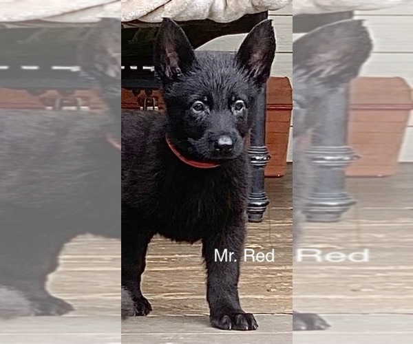 Medium Photo #16 German Shepherd Dog Puppy For Sale in BOKOSHE, OK, USA